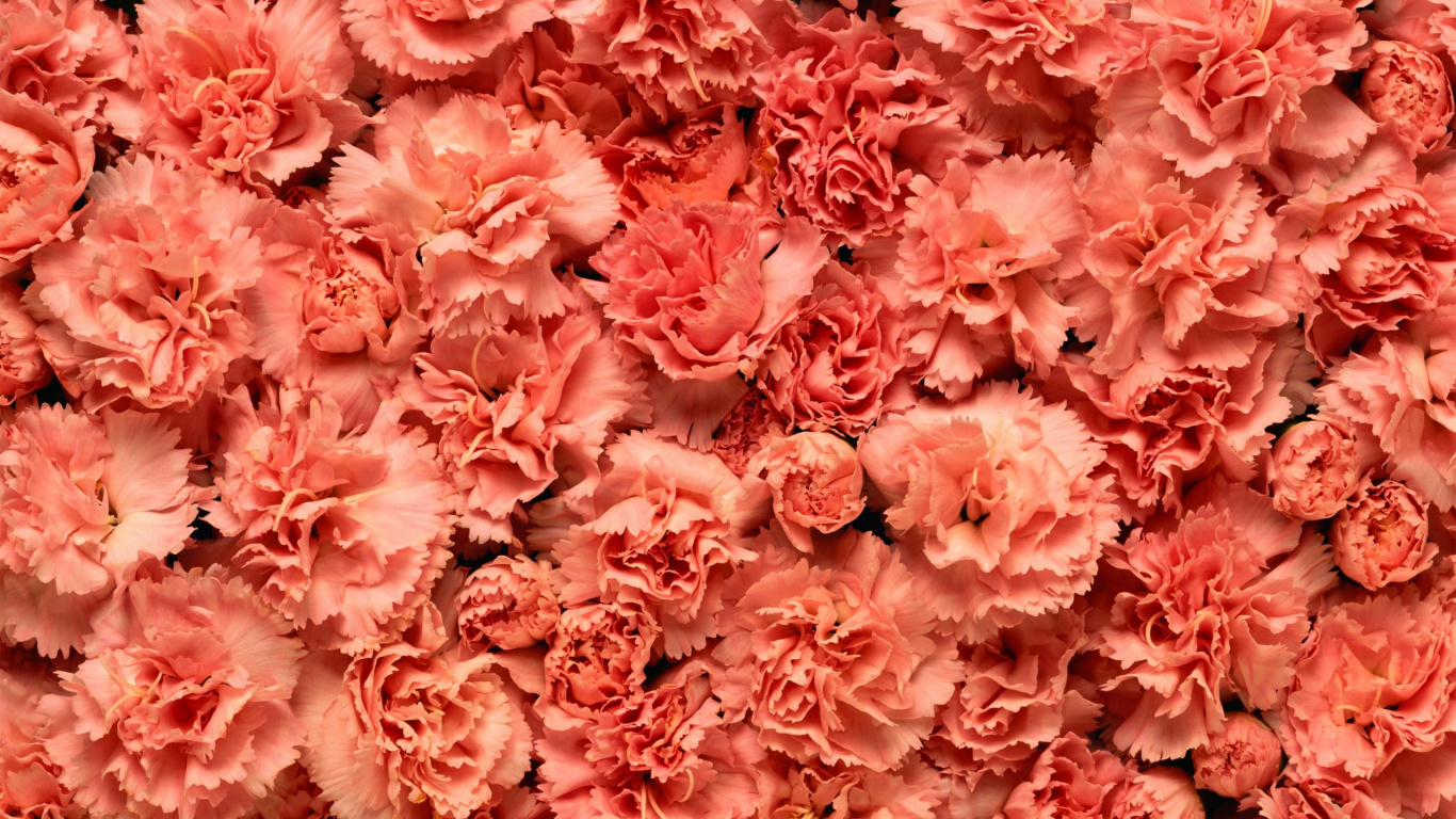 Обои гвоздика, цветок, розовый, срезанные цветы, лепесток в разрешении 1366x768