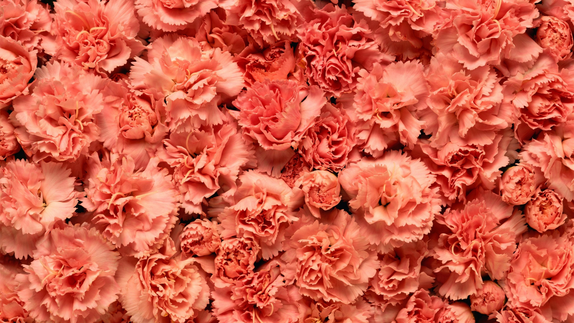 Обои гвоздика, цветок, розовый, срезанные цветы, лепесток в разрешении 1920x1080