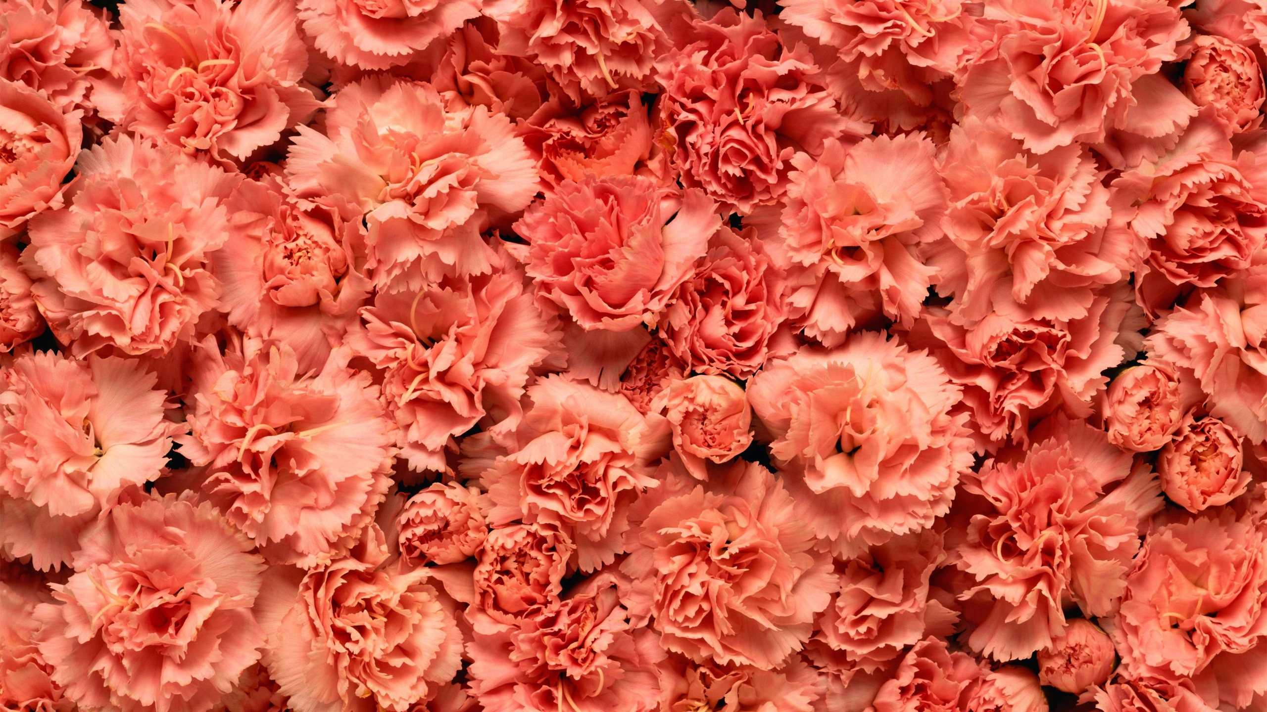 Обои гвоздика, цветок, розовый, срезанные цветы, лепесток в разрешении 2560x1440