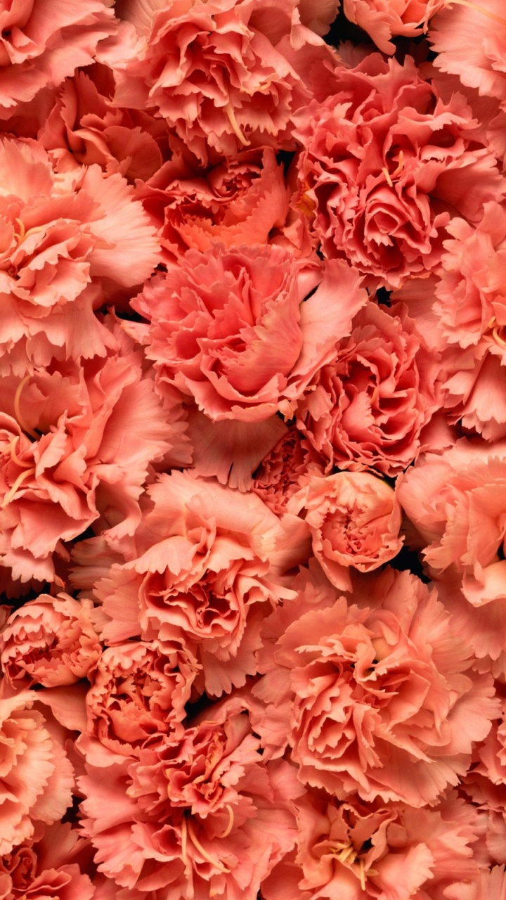 Обои гвоздика, цветок, розовый, срезанные цветы, лепесток в разрешении 720x1280