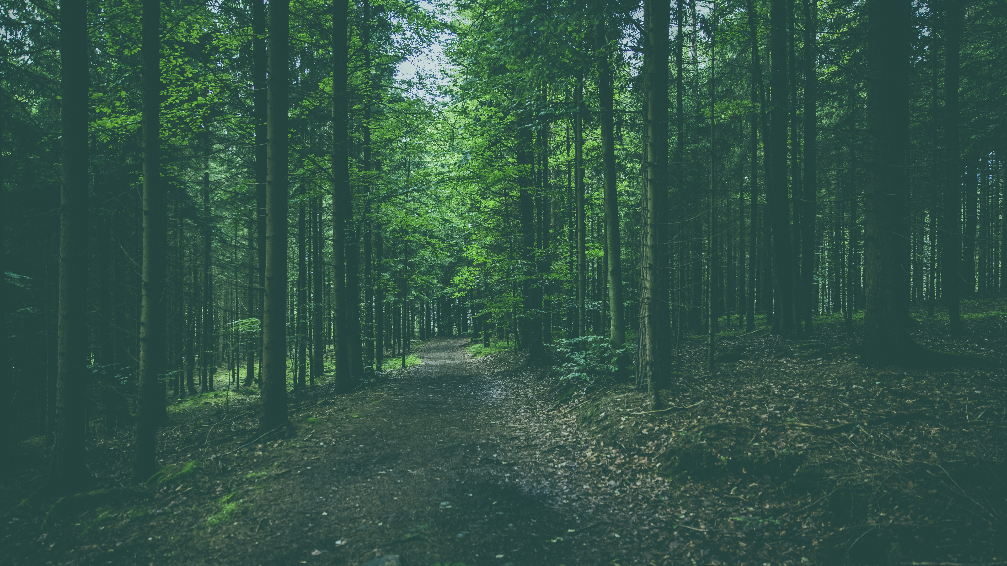 Обои дерево, лес, зеленый, окружающая среда, природа в разрешении 3840x2160
