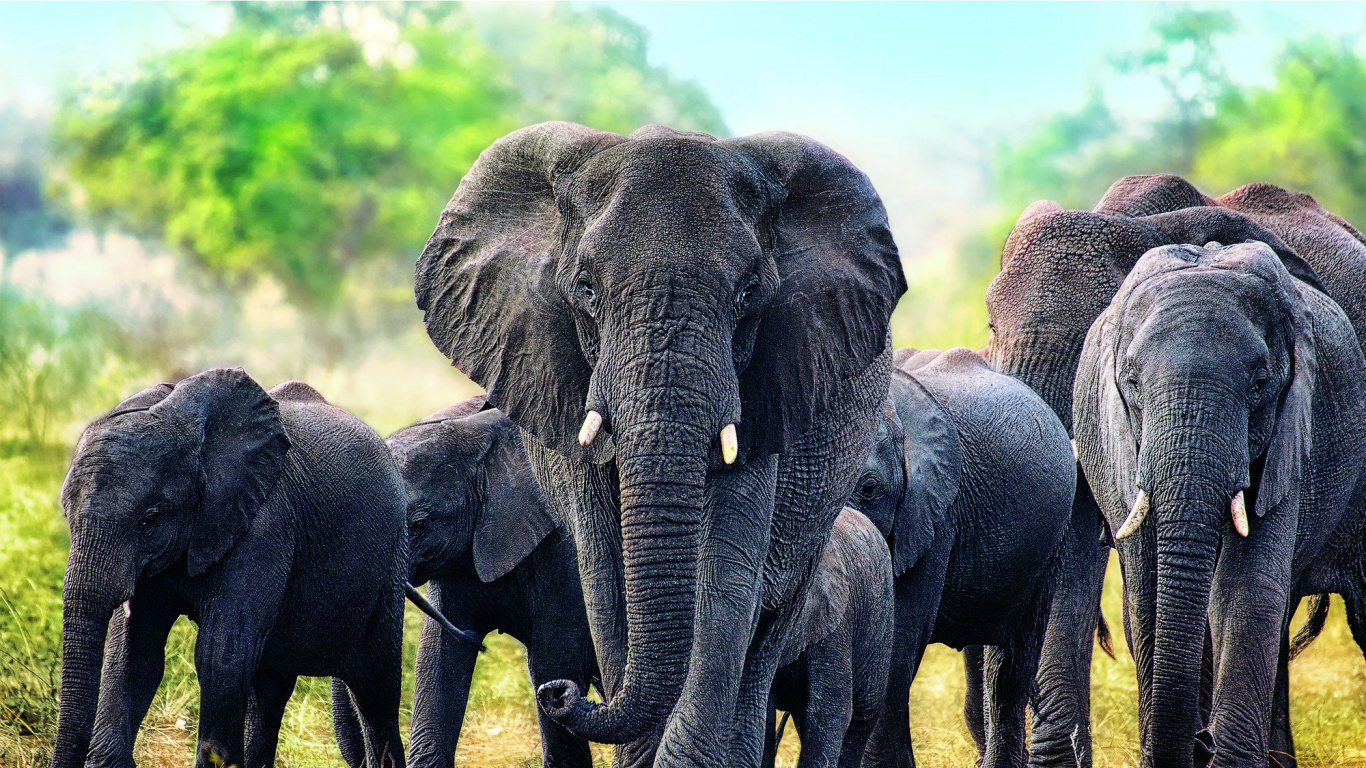 Обои Слон, Трефл, слоны и мамонты, наземные животные, живая природа в разрешении 1366x768