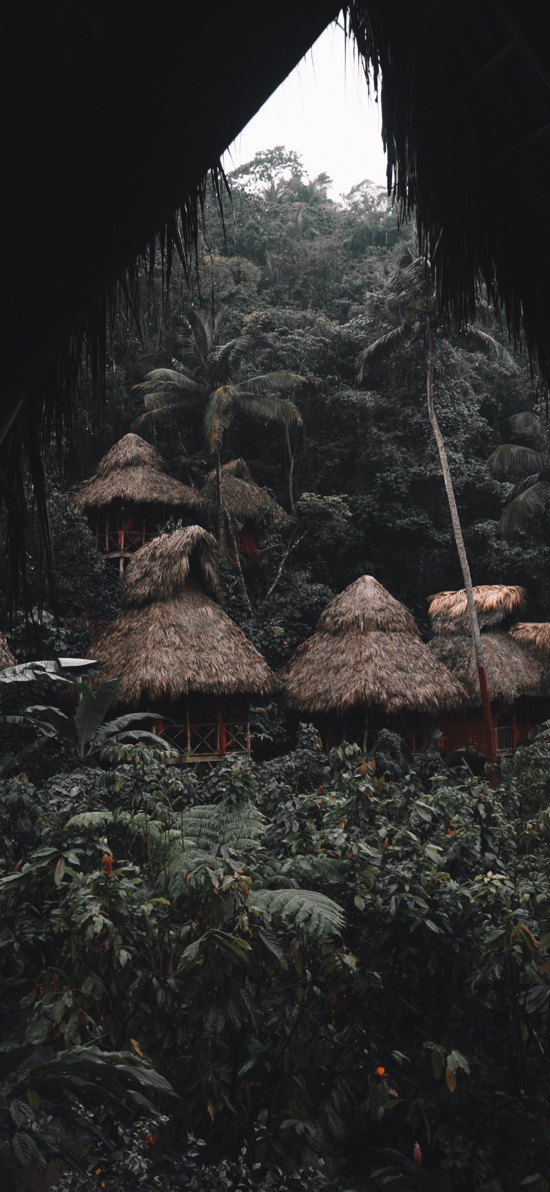 Обои дерево, рок, лист, геология, формирование в разрешении 1125x2436