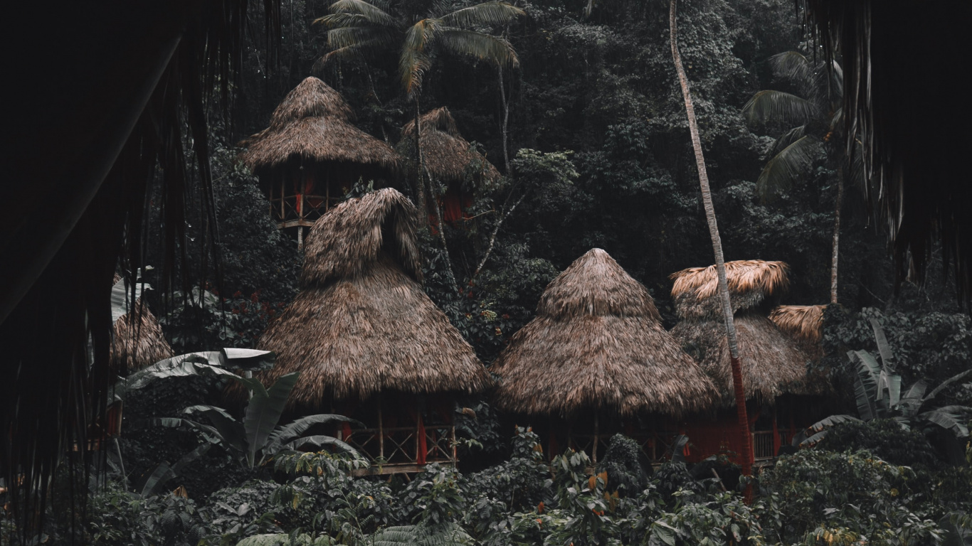 Обои дерево, рок, лист, геология, формирование в разрешении 1366x768