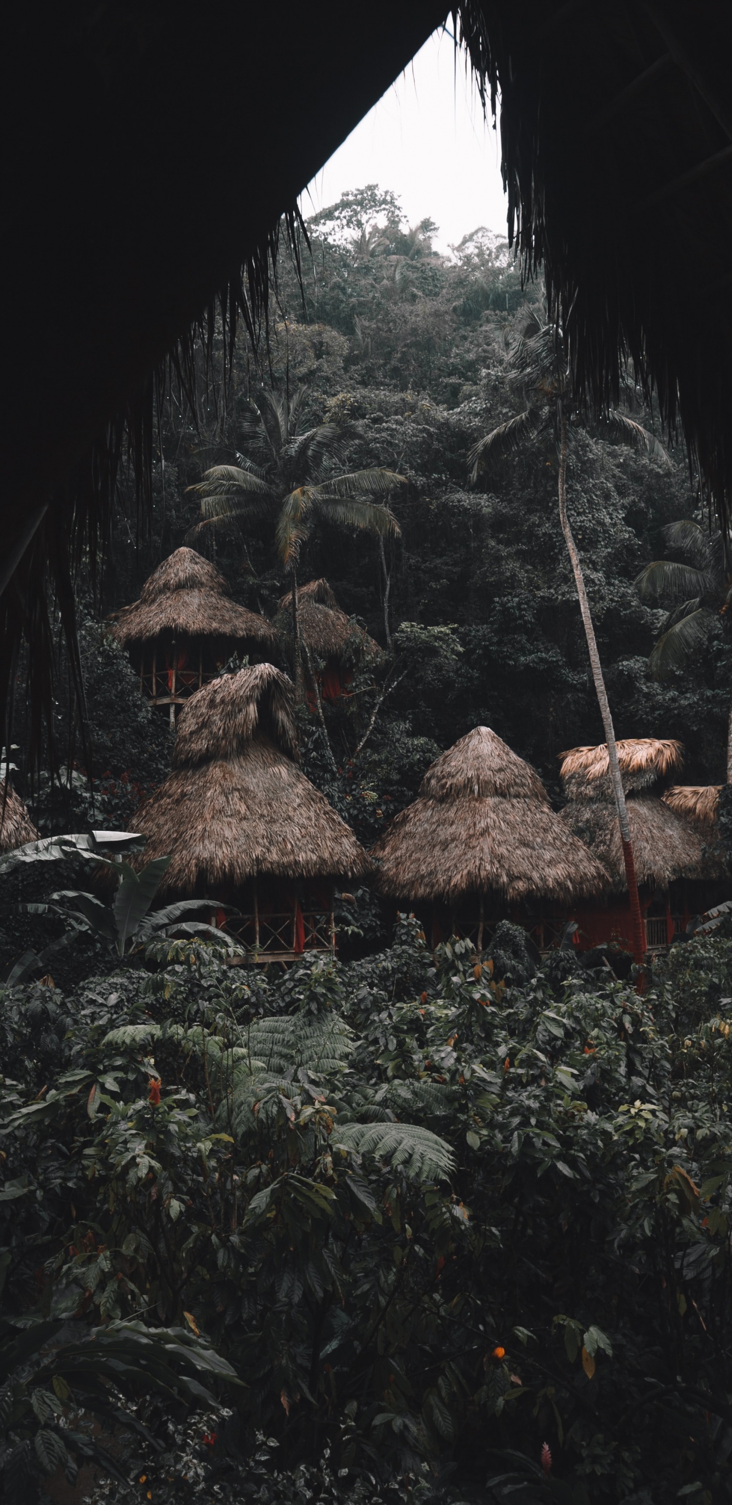 Обои дерево, рок, лист, геология, формирование в разрешении 1440x2960