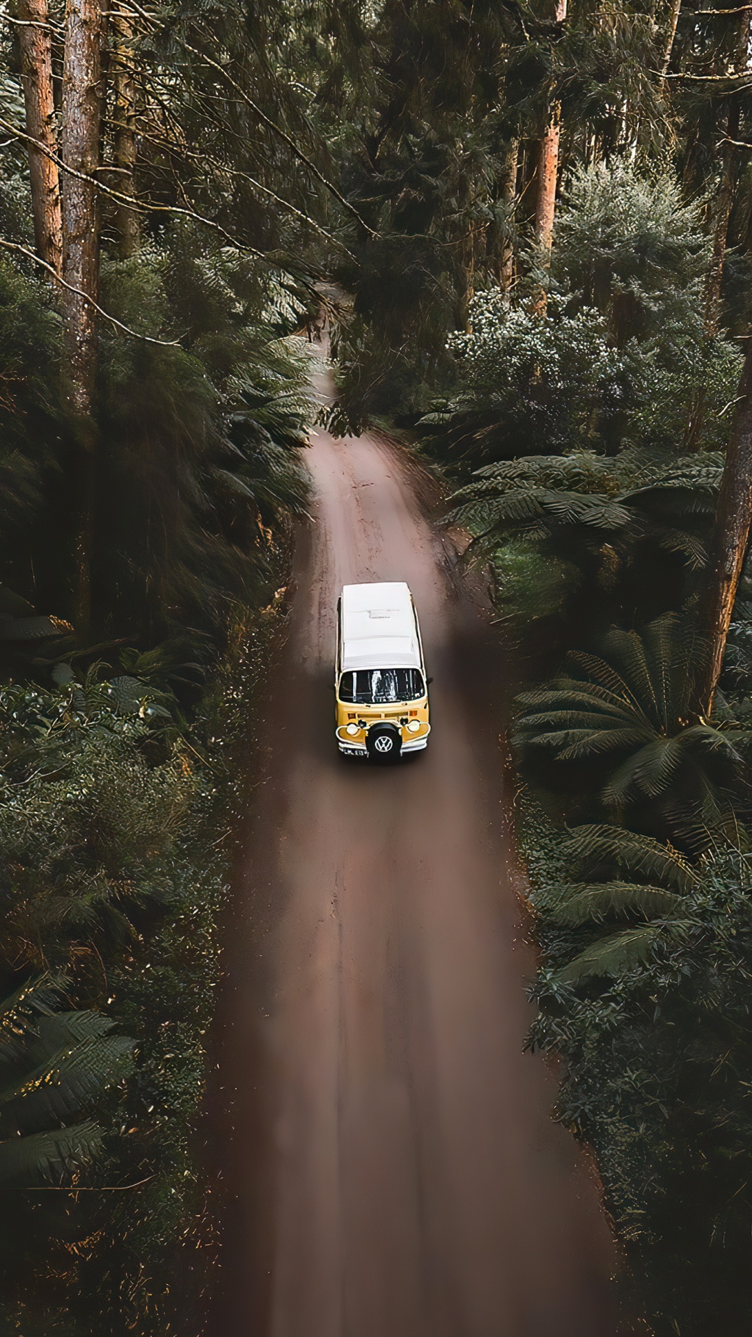 Обои старинный автомобиль, сплочение, легковые автомобили, шина, растение в разрешении 1080x1920