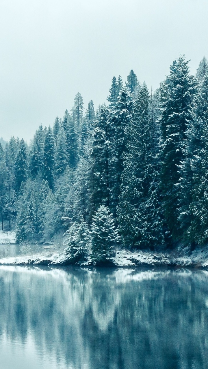 Обои лес, снег, зима, сосна, природа в разрешении 720x1280