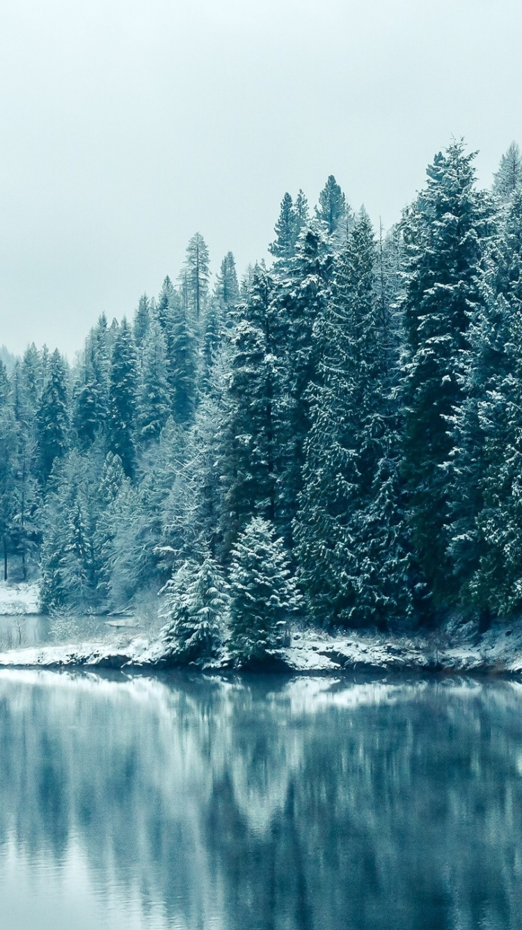 Обои лес, снег, зима, сосна, природа в разрешении 750x1334