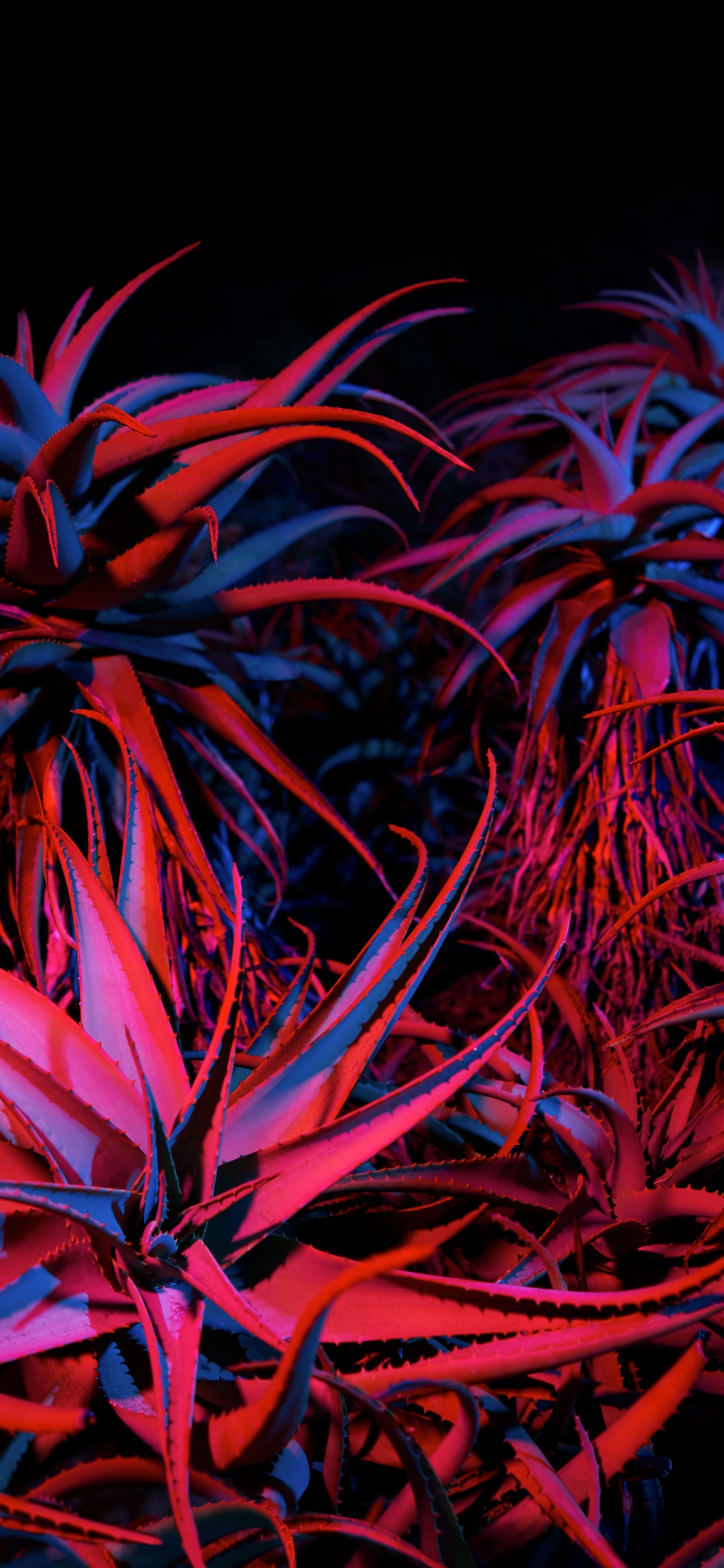 Обои яблоко, apple, Big Sur, mac os, macbook в разрешении 1125x2436