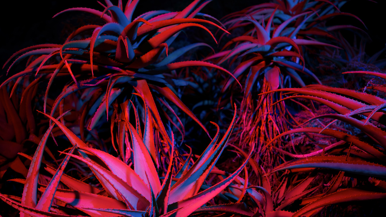 Обои яблоко, apple, Big Sur, mac os, macbook в разрешении 1280x720