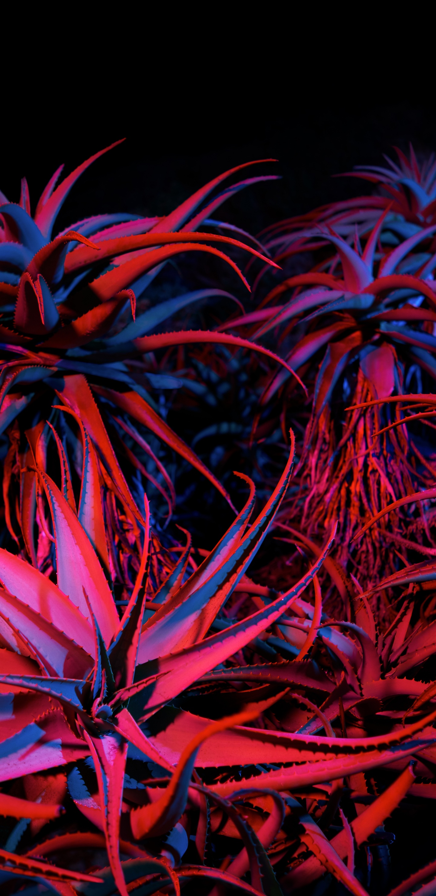 Обои яблоко, apple, Big Sur, mac os, macbook в разрешении 1440x2960