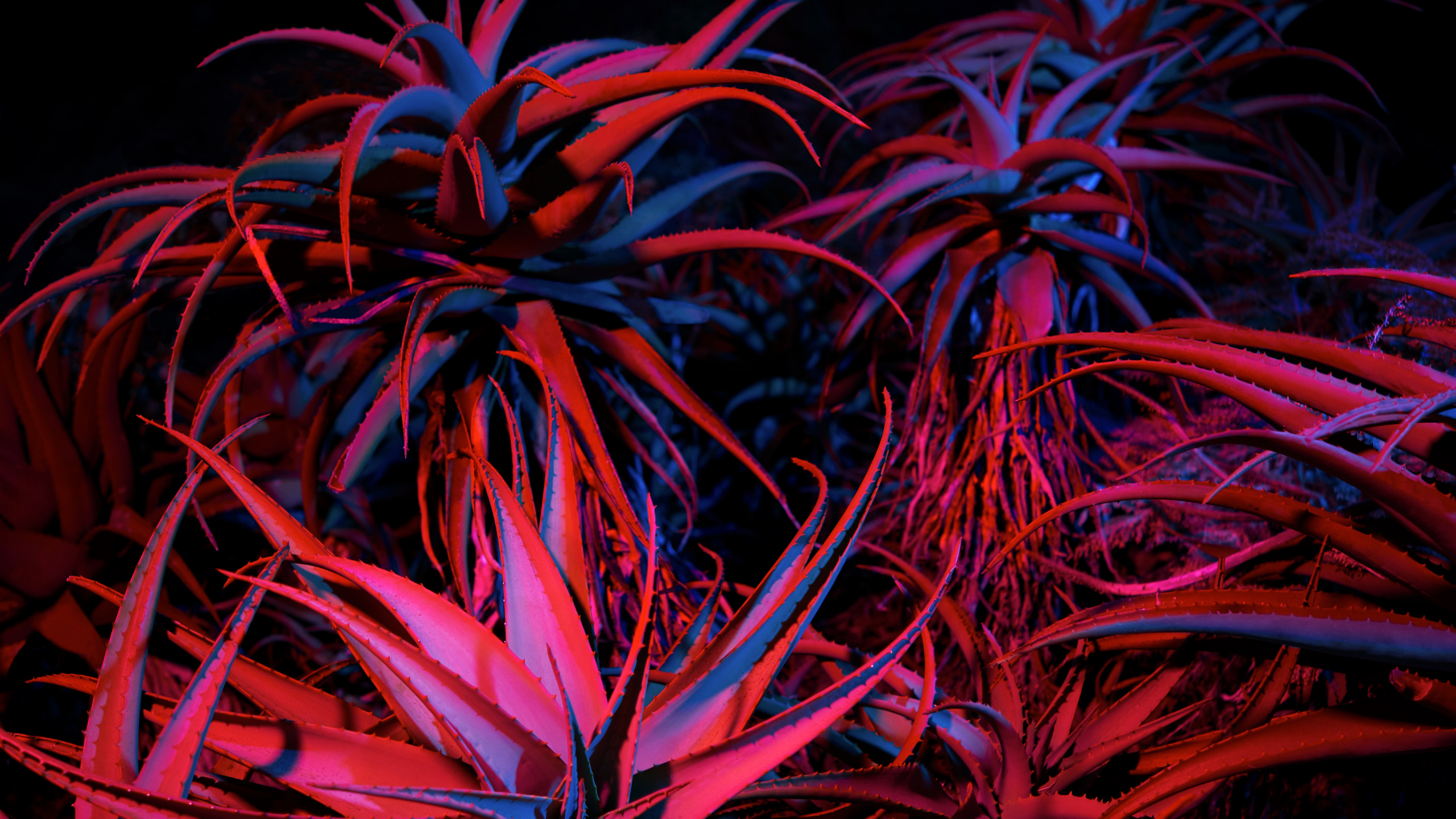 Обои яблоко, apple, Big Sur, mac os, macbook в разрешении 2560x1440