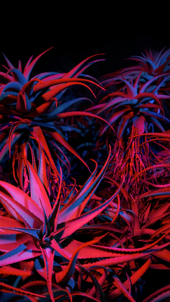 Обои яблоко, apple, Big Sur, mac os, macbook в разрешении 720x1280