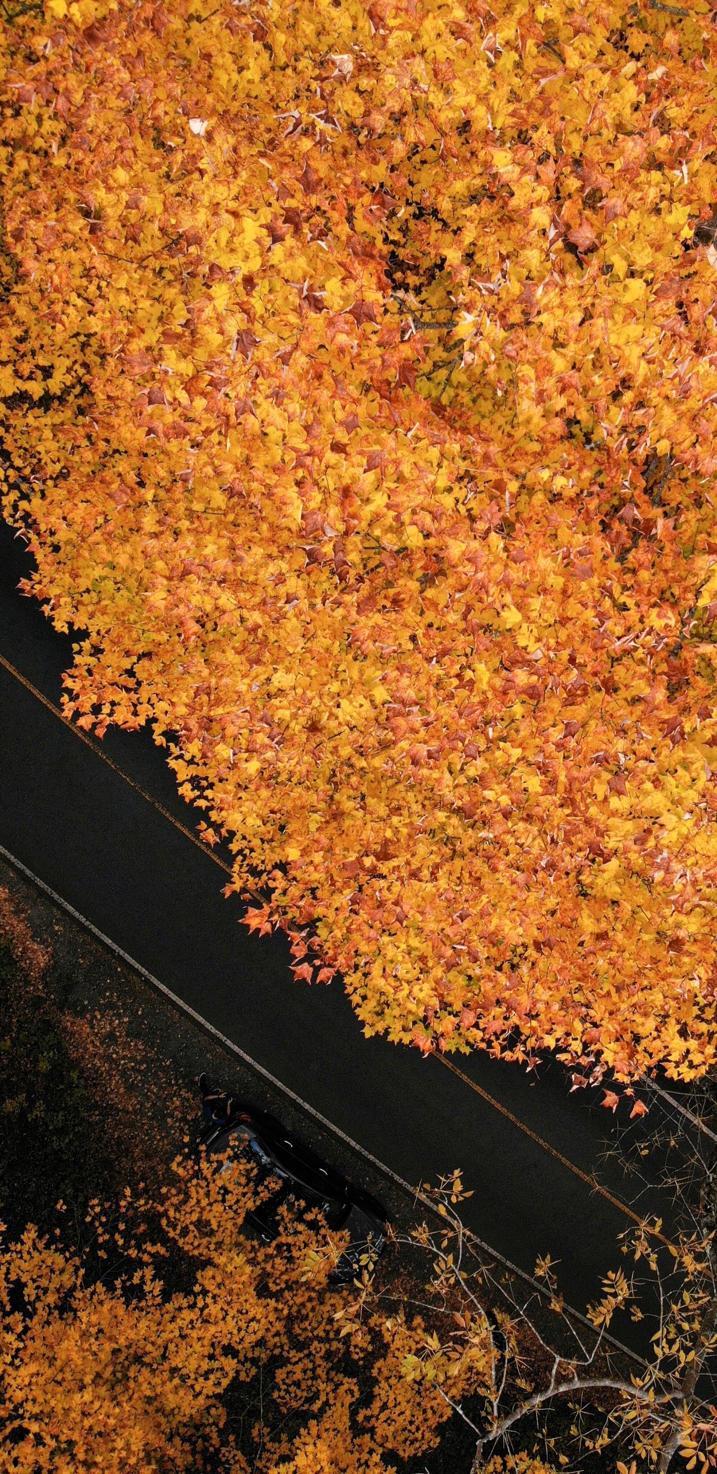 Обои лист, коричневый цвет, дерево, кленовый лист, почва в разрешении 1440x2960