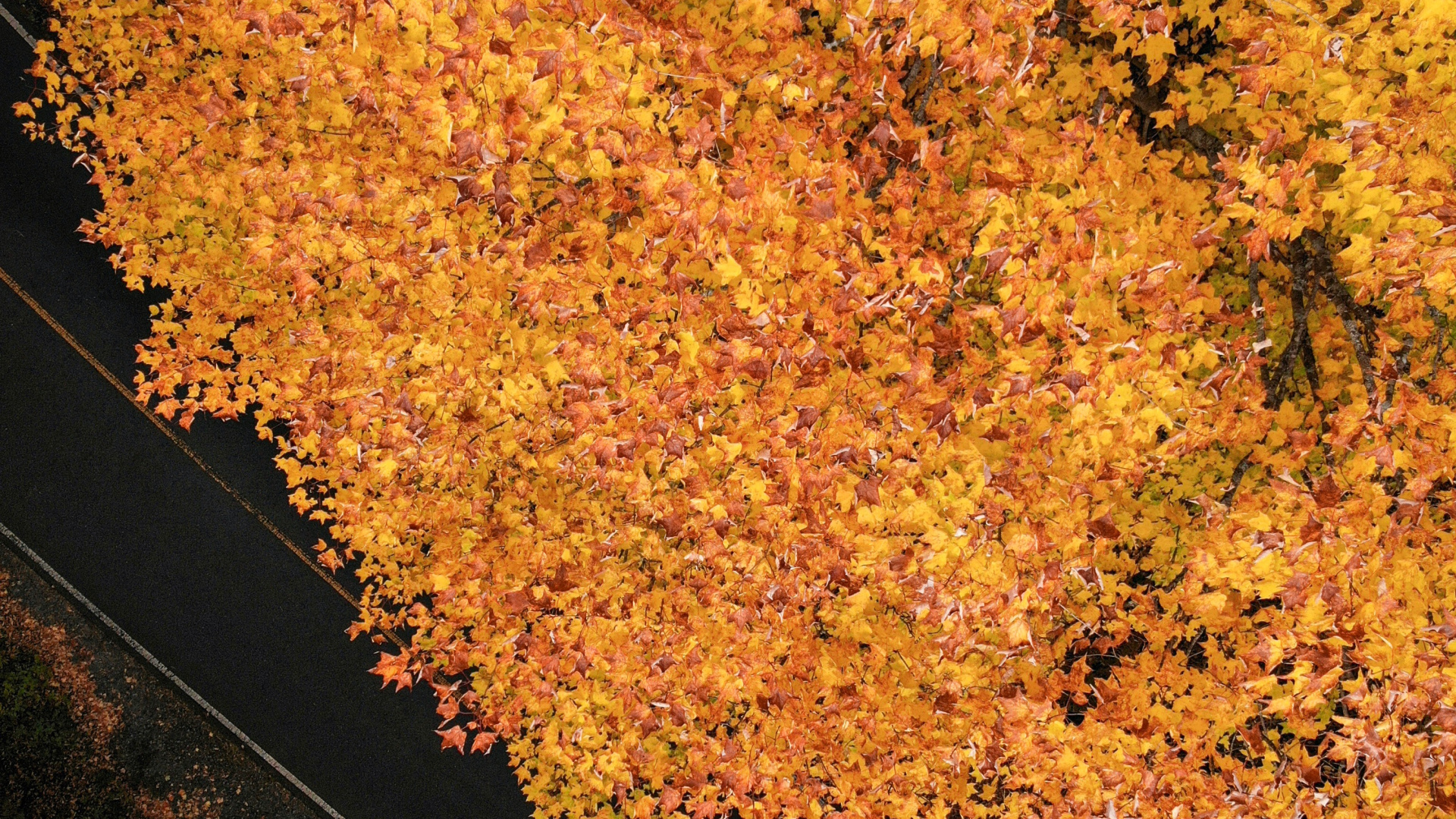 Обои лист, коричневый цвет, дерево, кленовый лист, почва в разрешении 1920x1080