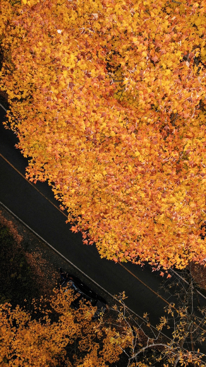 Обои лист, коричневый цвет, дерево, кленовый лист, почва в разрешении 720x1280