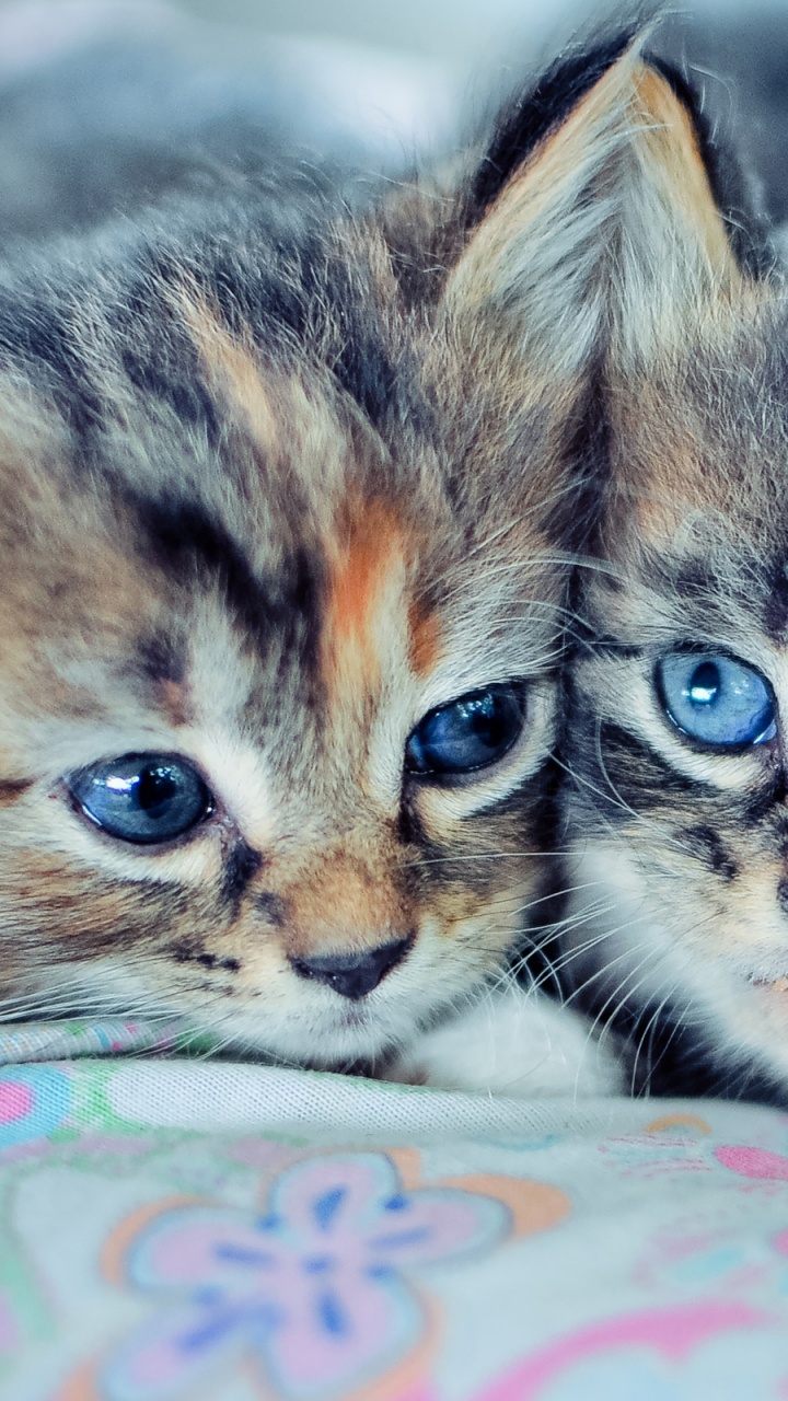 Обои котенок, кот, дракон ли, ли дракон, американская короткошерстная в разрешении 720x1280