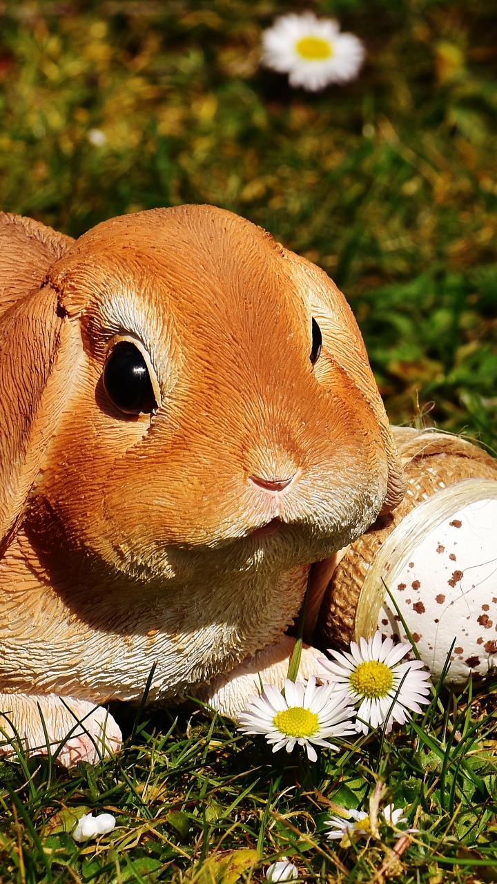 Обои пасхальный кролик, кролик, заяц, пасхальное яйцо, растение в разрешении 720x1280