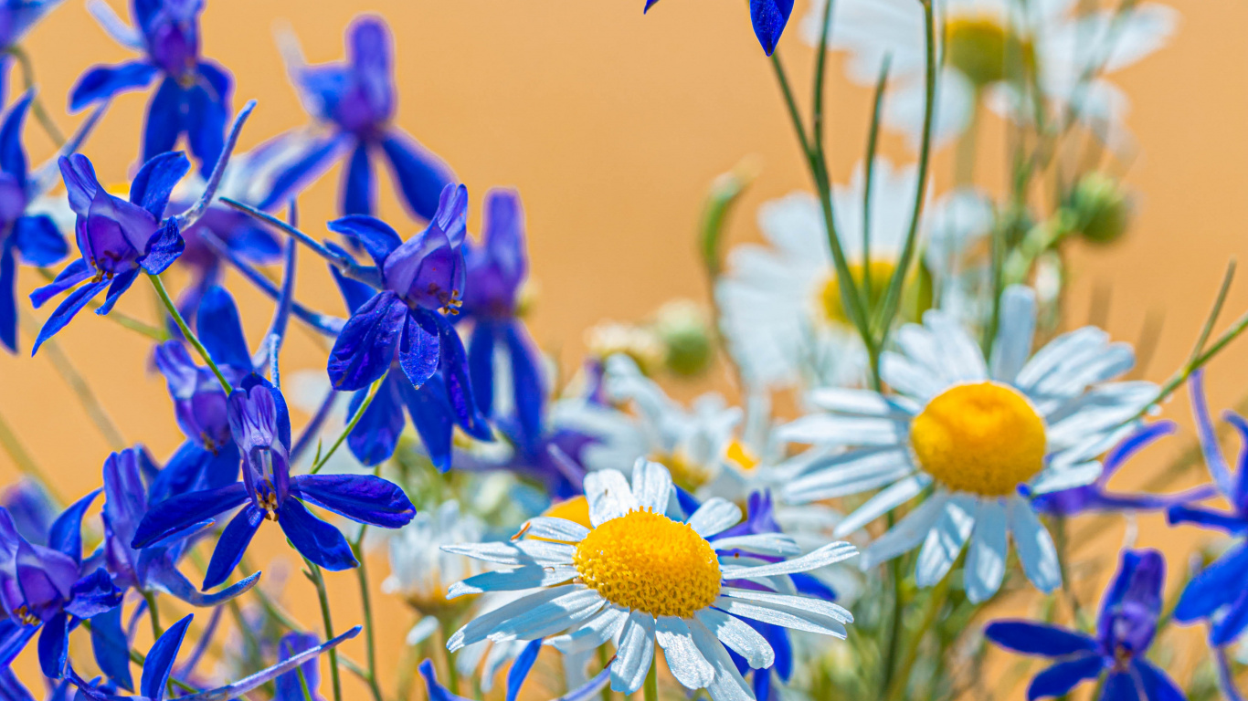 Обои цветок, цветочный букет, общие Дейзи, цветковое растение, синий в разрешении 1366x768