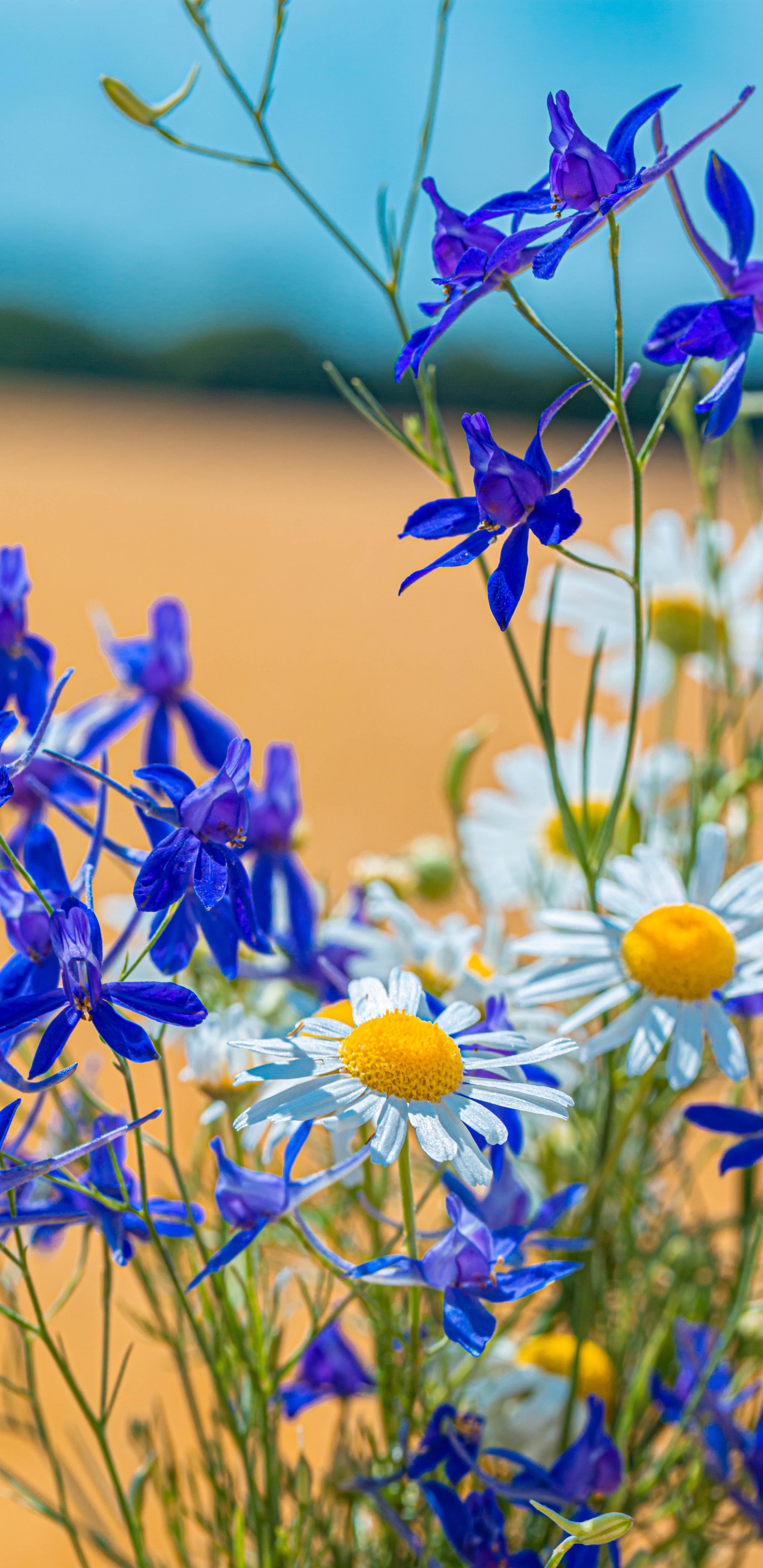 Обои цветок, цветочный букет, общие Дейзи, цветковое растение, синий в разрешении 1440x2960