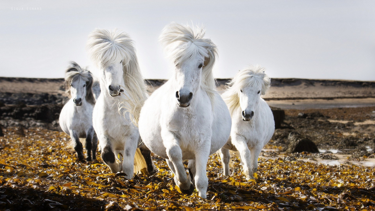 Обои исландская лошадь, Фризская лошадь, конь, пони, грива в разрешении 1280x720