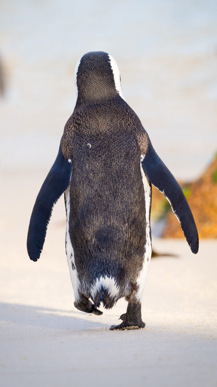 Обои нелетающая птица, птица, клюв, живая природа, муравьед в разрешении 750x1334