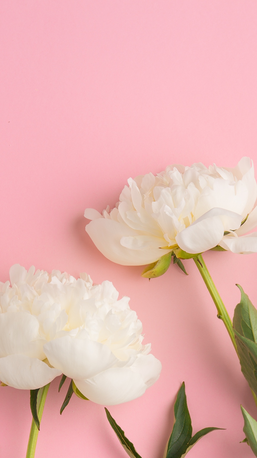 Обои цветок, пион, розовые цветы, розовый, цветковое растение в разрешении 1080x1920