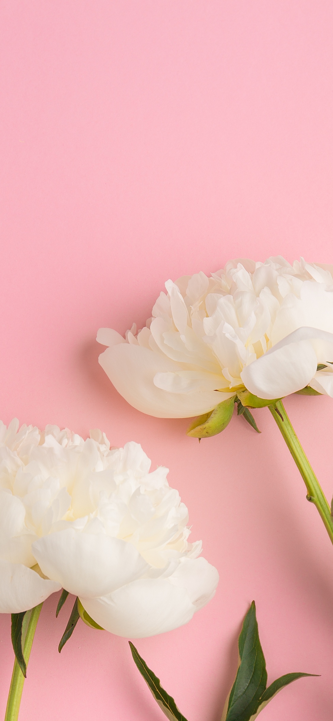 Обои цветок, пион, розовые цветы, розовый, цветковое растение в разрешении 1125x2436