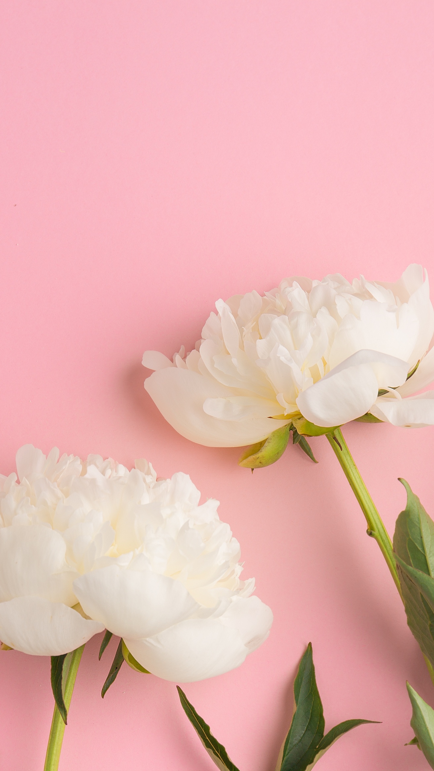 Обои цветок, пион, розовые цветы, розовый, цветковое растение в разрешении 1440x2560