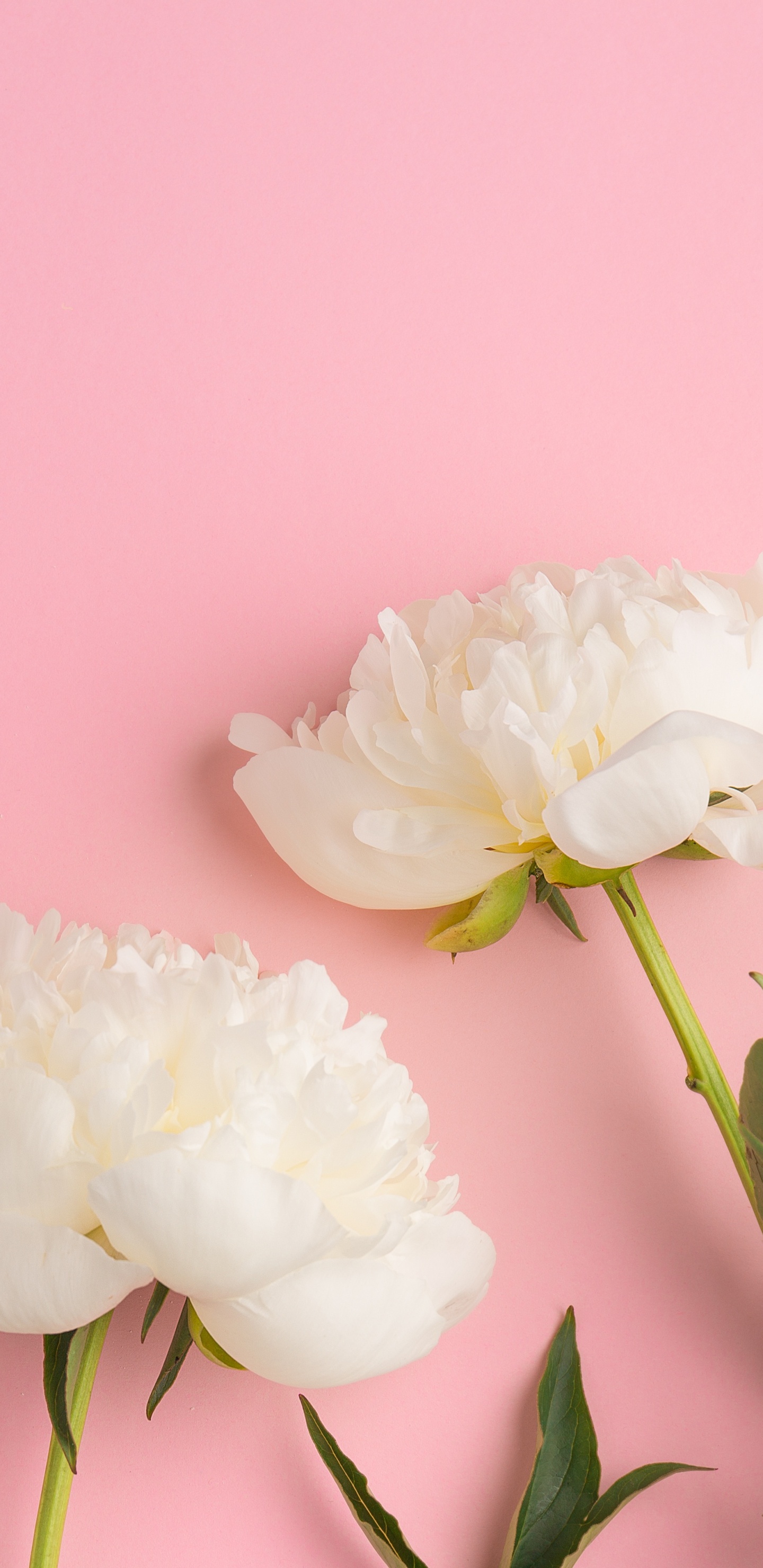 Обои цветок, пион, розовые цветы, розовый, цветковое растение в разрешении 1440x2960