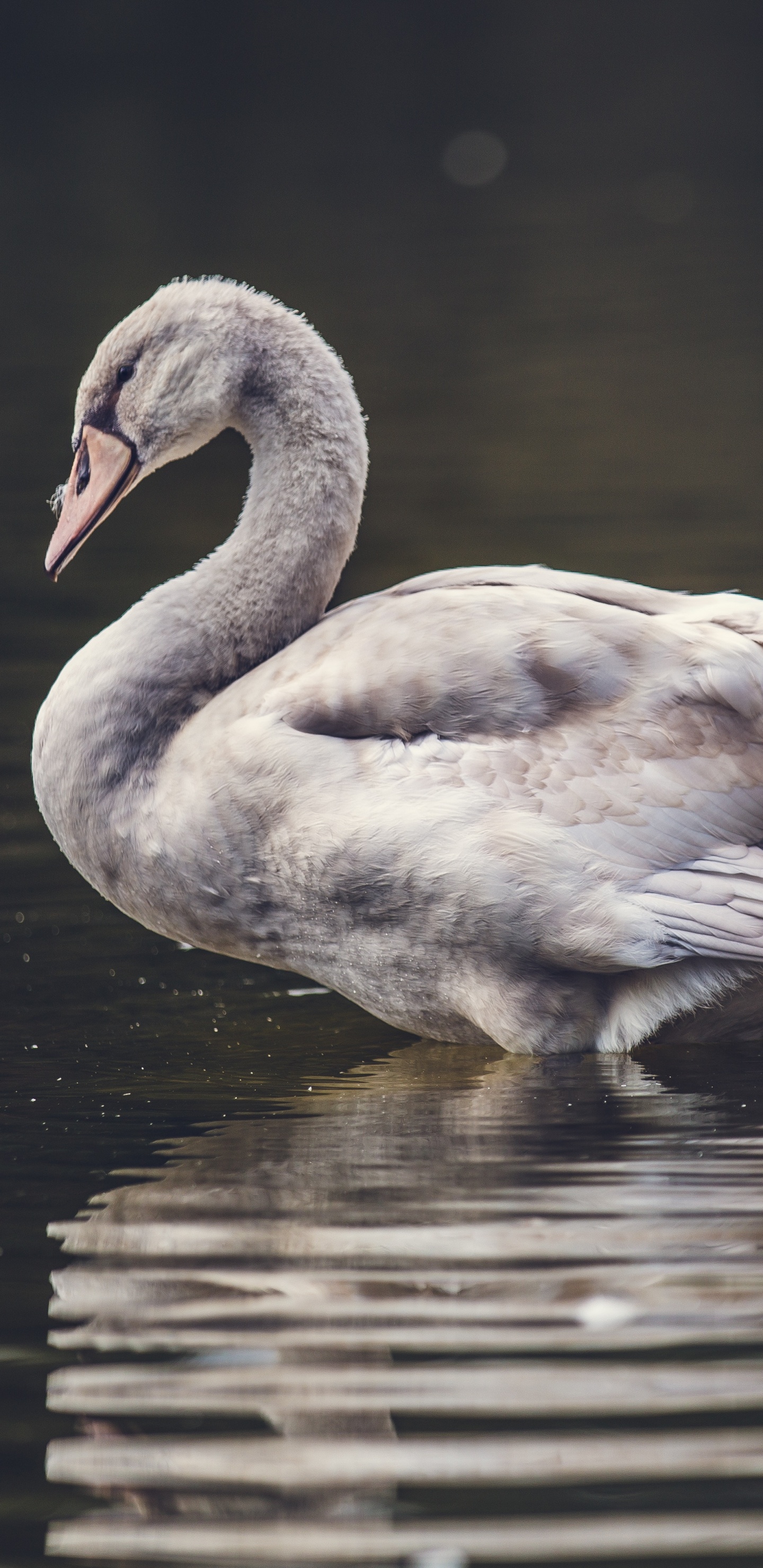 Обои Лебедь, птица, водоплавающие птицы, утки, гуси и лебеди, вода в разрешении 1440x2960