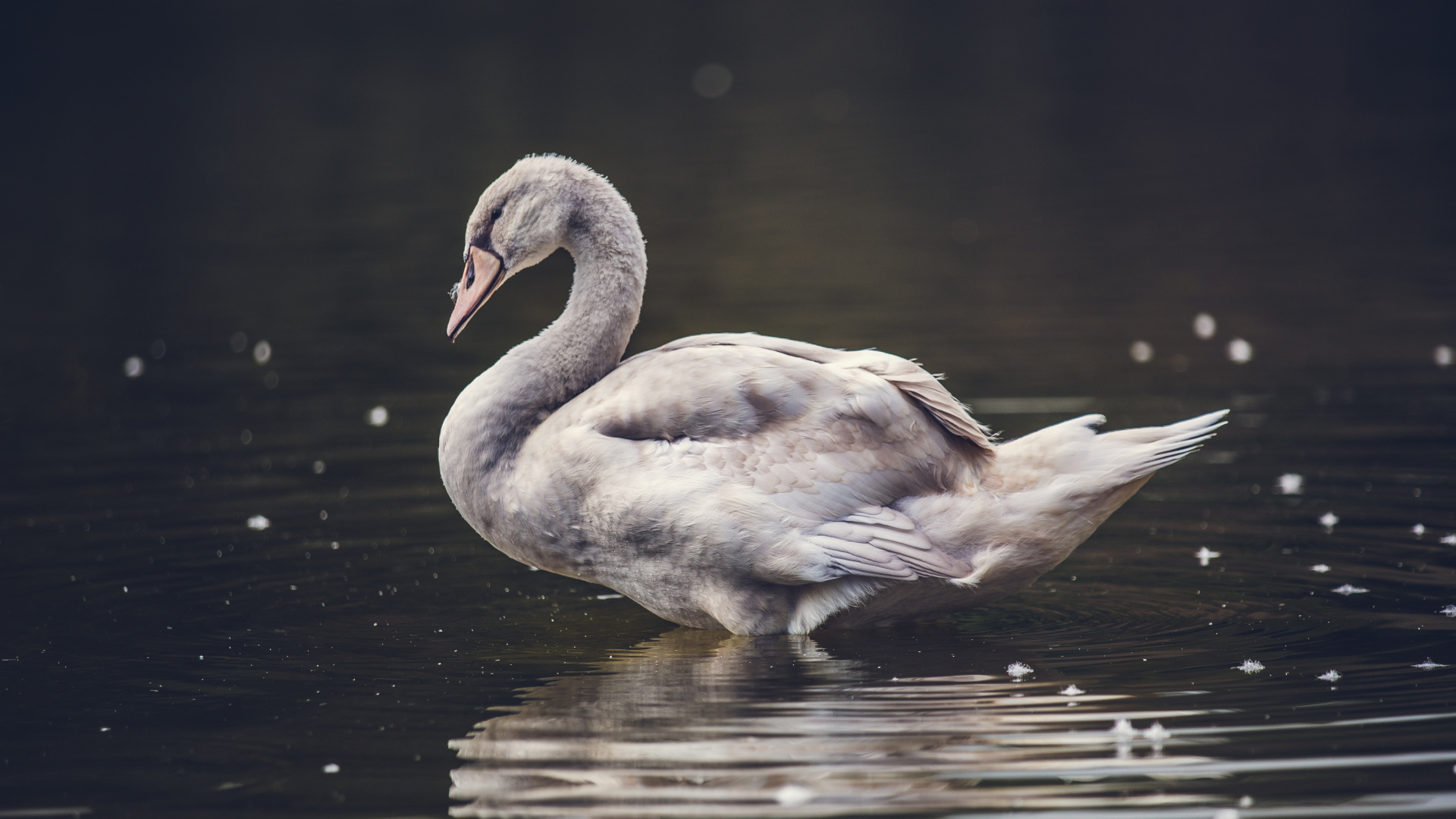 Обои Лебедь, птица, водоплавающие птицы, утки, гуси и лебеди, вода в разрешении 1920x1080