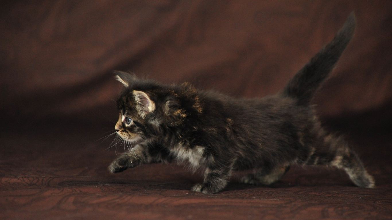 Обои котенок, хвост, животное, мех, фауна в разрешении 1366x768