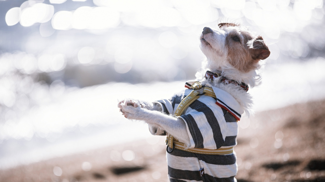 Обои пес, приключения, собака, морда, забава в разрешении 1366x768