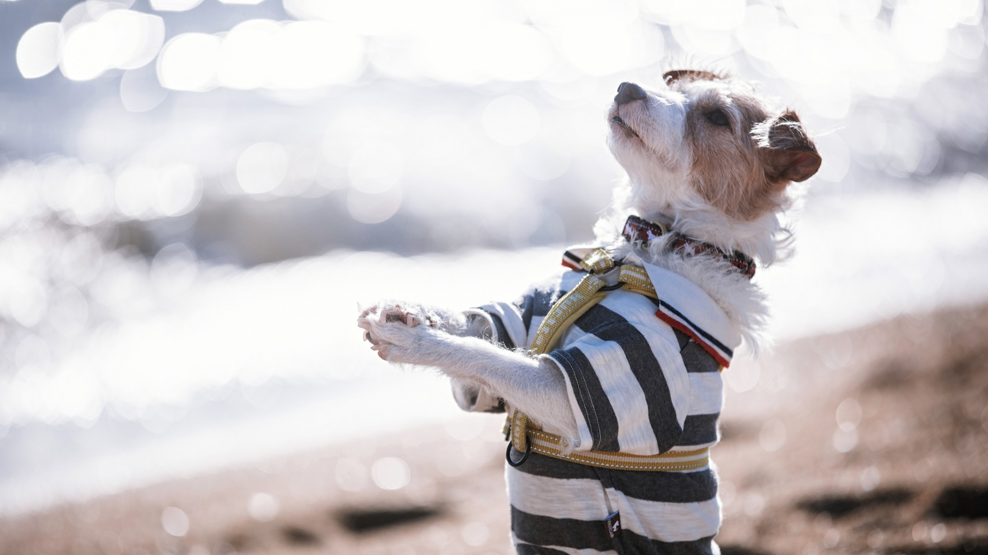 Обои пес, приключения, собака, морда, забава в разрешении 1920x1080