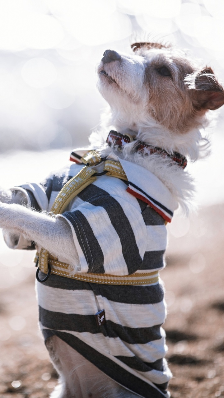 Обои пес, приключения, собака, морда, забава в разрешении 720x1280