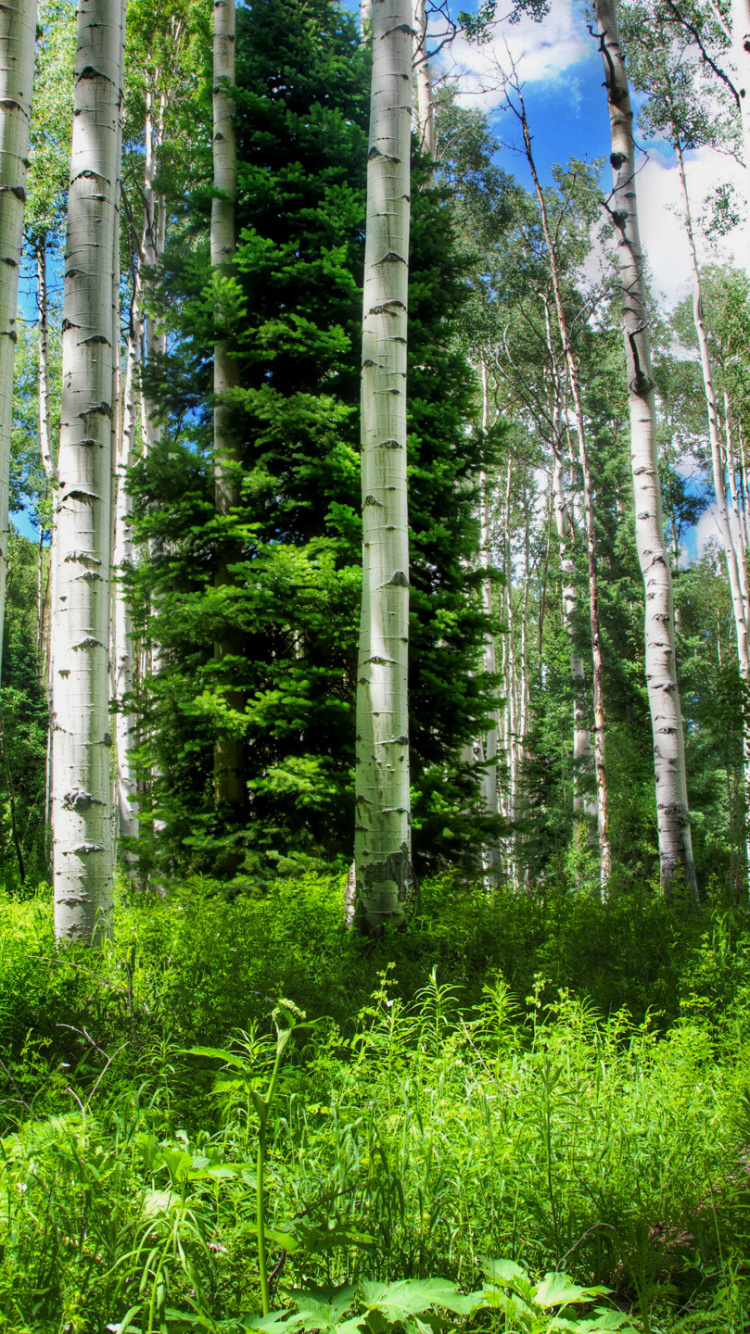 Обои дерево, лес, природный заповедник, стена, роща в разрешении 750x1334