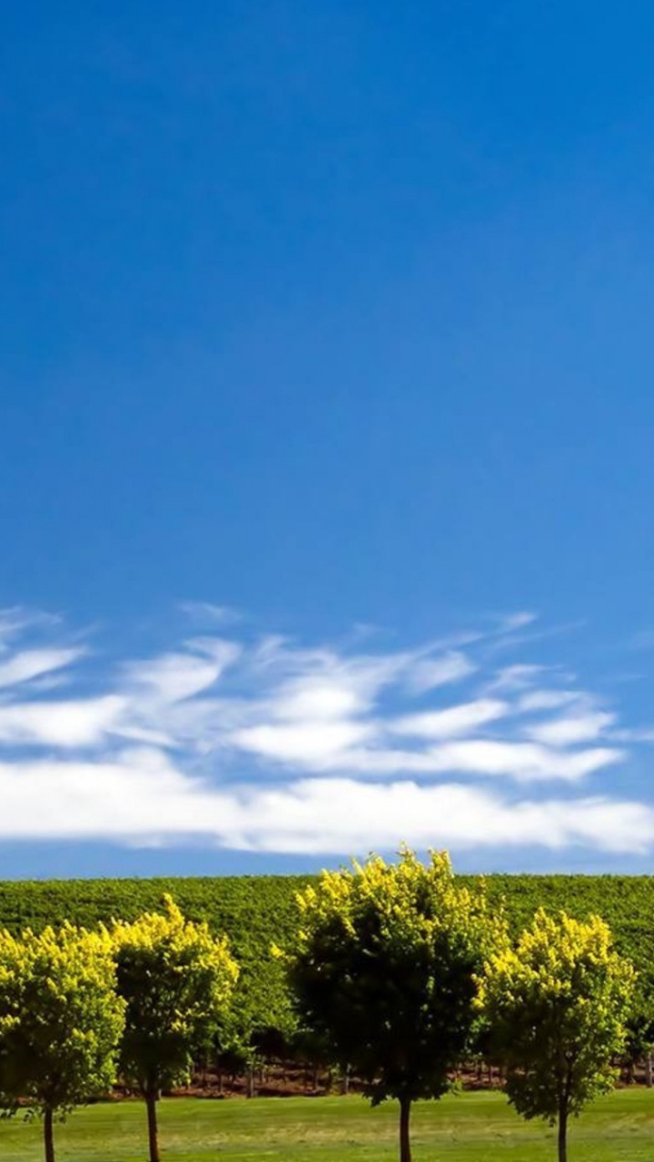 Обои природа, поле, облако, дневное время, сенокосное угодье в разрешении 720x1280