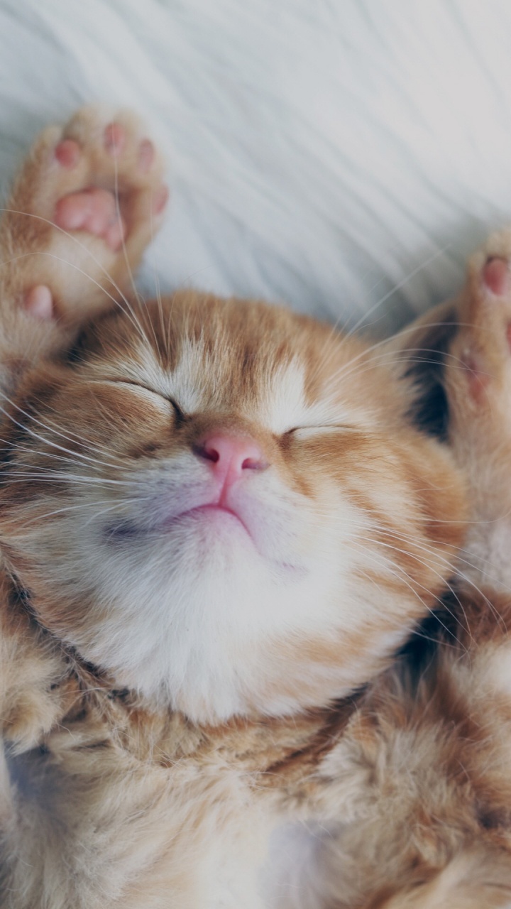 Обои бакенбарды, висгун - социальная сеть, норвежский лесной кот, морда, мех в разрешении 720x1280