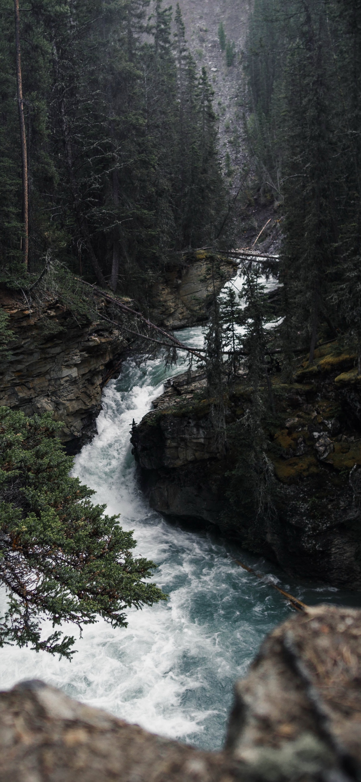 Обои природа, вода, гидроресурсы, растение, природный ландшафт в разрешении 1242x2688