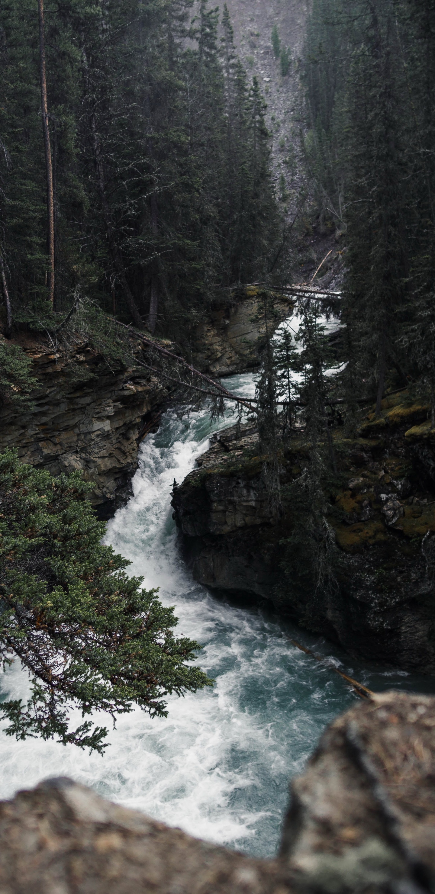 Обои природа, вода, гидроресурсы, растение, природный ландшафт в разрешении 1440x2960