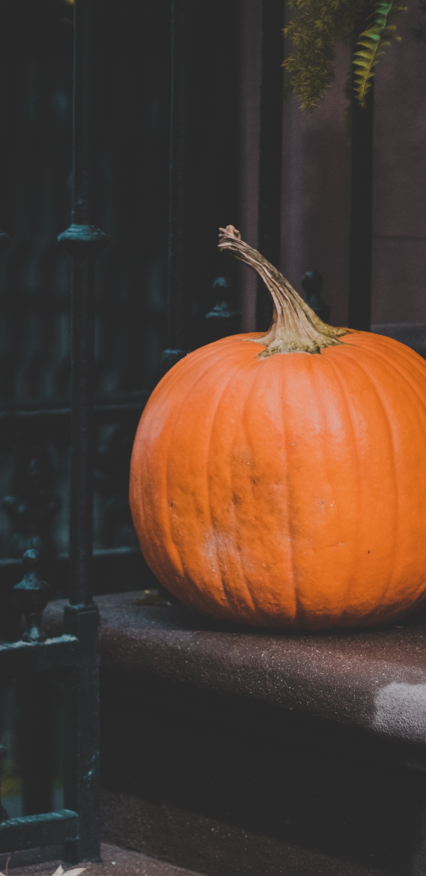 Обои тыква, овощ, калебас, зимний сквош, Апельсин в разрешении 1440x2960