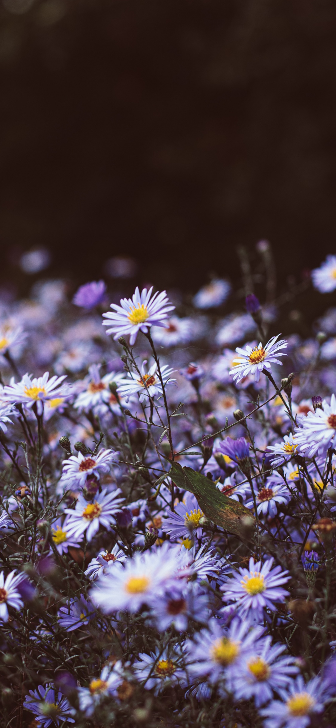 Обои полевой цветок, гладкая Астер, растение, хит Астер, цветковое растение в разрешении 1125x2436