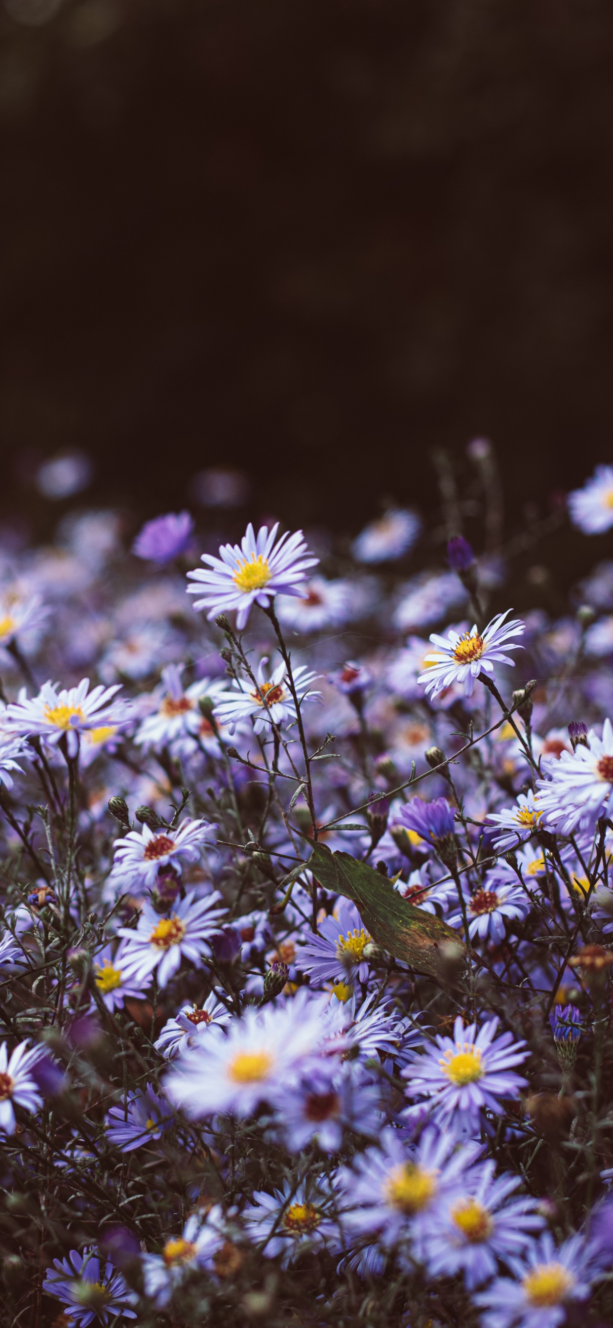 Обои полевой цветок, гладкая Астер, растение, хит Астер, цветковое растение в разрешении 1242x2688