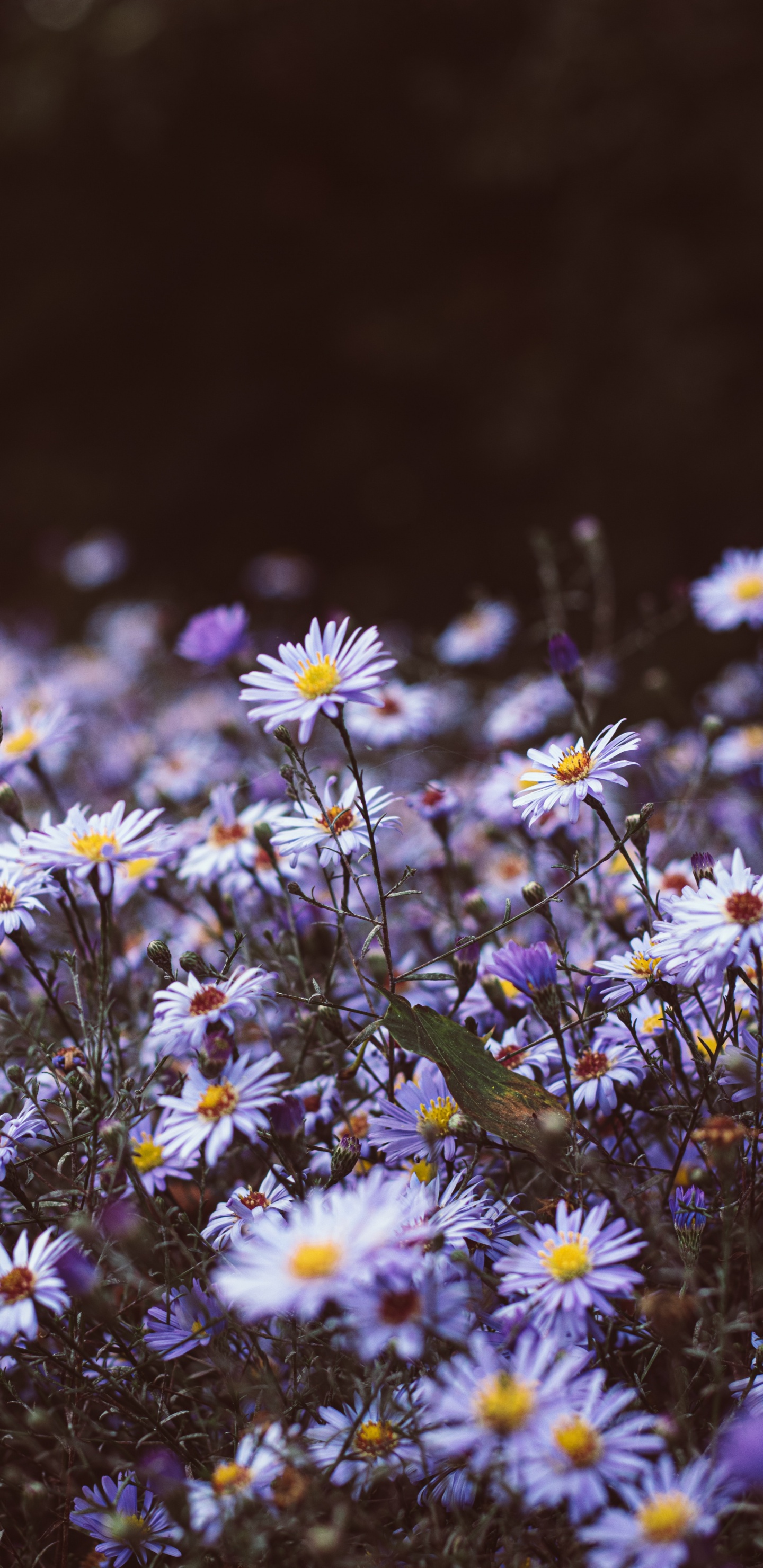 Обои полевой цветок, гладкая Астер, растение, хит Астер, цветковое растение в разрешении 1440x2960