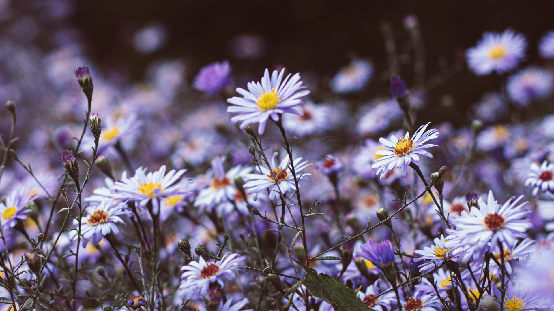 Обои полевой цветок, гладкая Астер, растение, хит Астер, цветковое растение в разрешении 1920x1080
