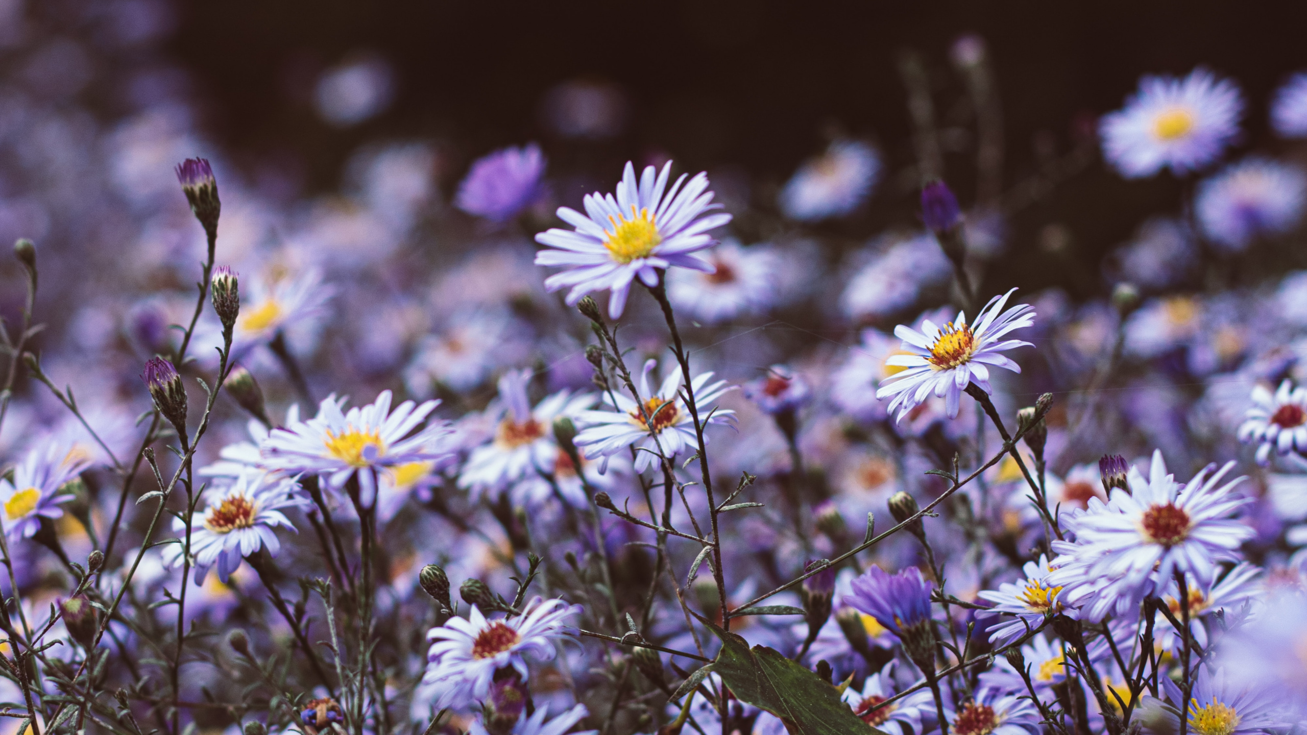 Обои полевой цветок, гладкая Астер, растение, хит Астер, цветковое растение в разрешении 2560x1440