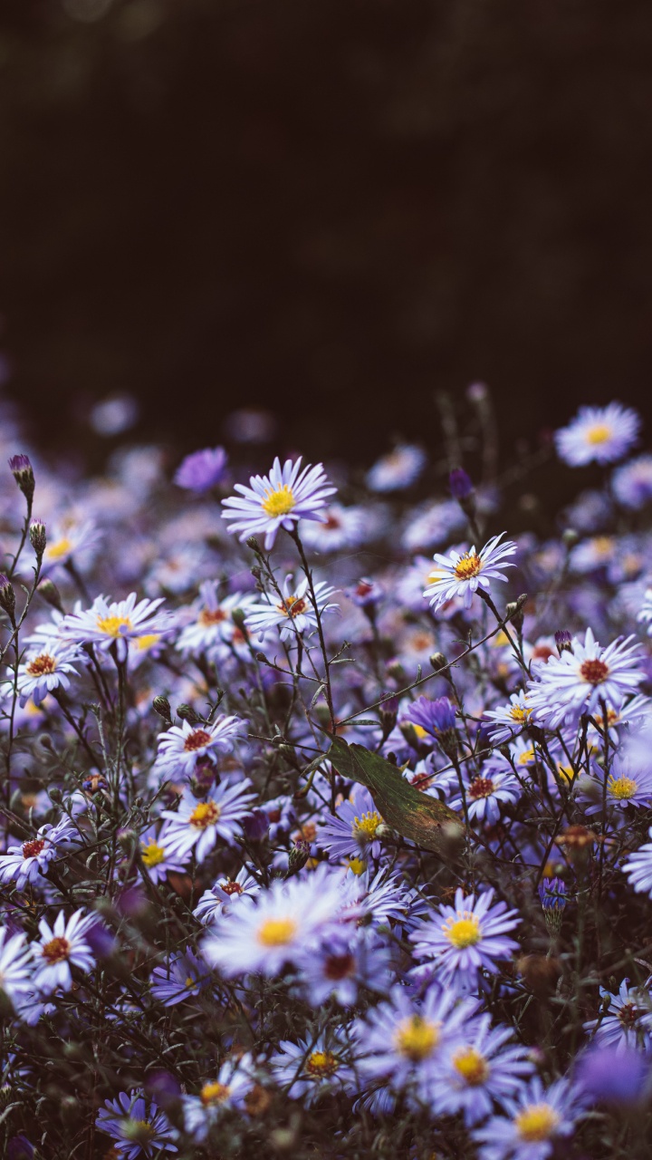 Обои полевой цветок, гладкая Астер, растение, хит Астер, цветковое растение в разрешении 720x1280