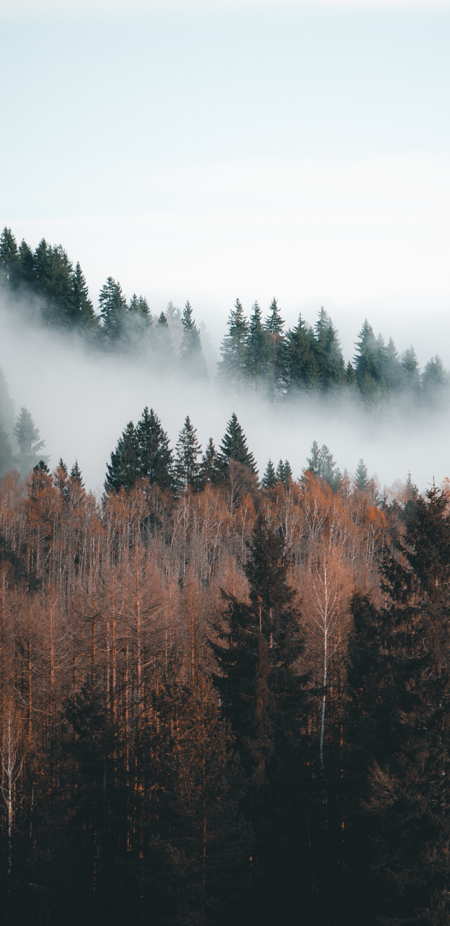 Обои небо, лес, дымка, природа, природный ландшафт в разрешении 1440x2960