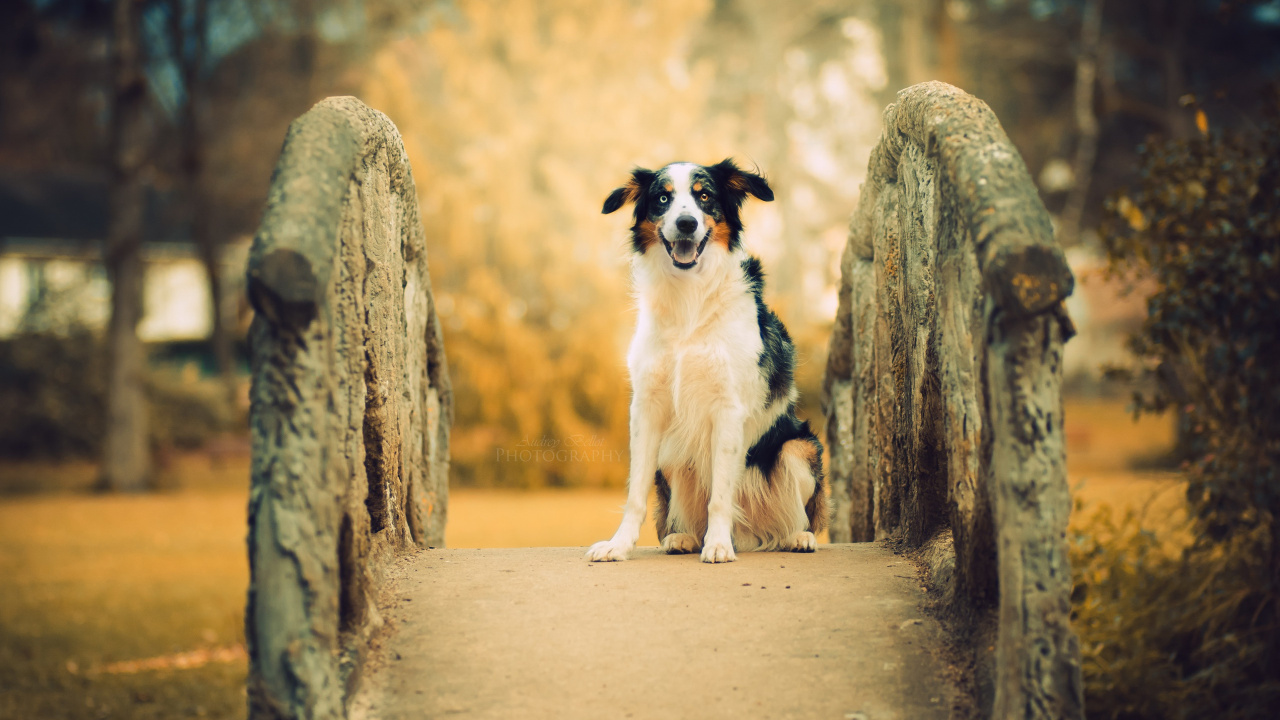 Обои собака породы, Австралийская овчарка, щенок, Себирская Хаски, пес в разрешении 1280x720
